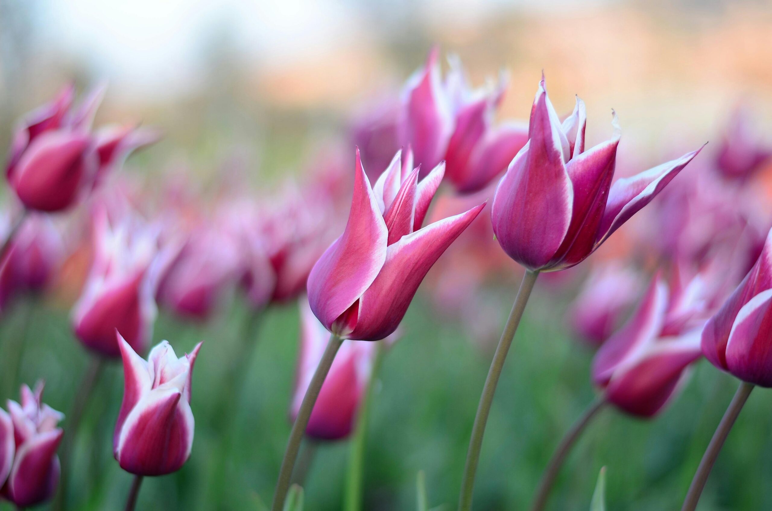 A stunning photo of pink tulip flowers in full bloom during spring.